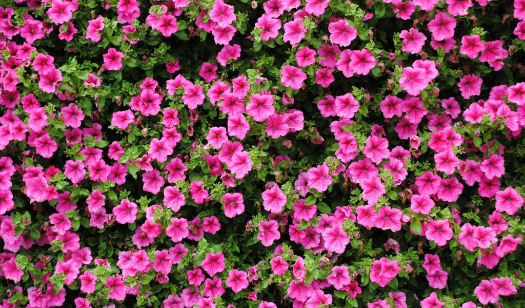 Perkplanten Avri Bloem En Tuincentrum