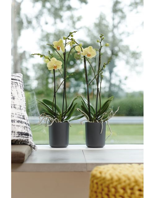 elho b.for soft orchidee hoog 12,5cm antraciet - afbeelding 1