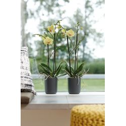 elho b.for soft orchidee hoog 12,5cm antraciet - afbeelding 1