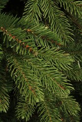 Black Box Trees Brampton kerstboom slim groen TIPS 1675 - h215xd125cm - afbeelding 2