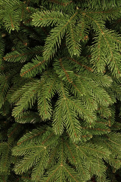 Black Box Trees Brampton kerstboom slim groen TIPS 1891 - h230xd132cm - afbeelding 1