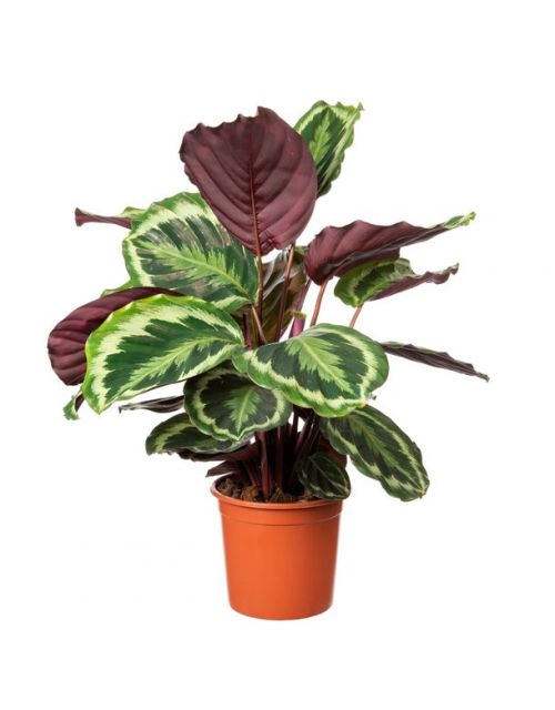 Calathea