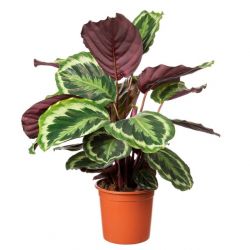 Calathea