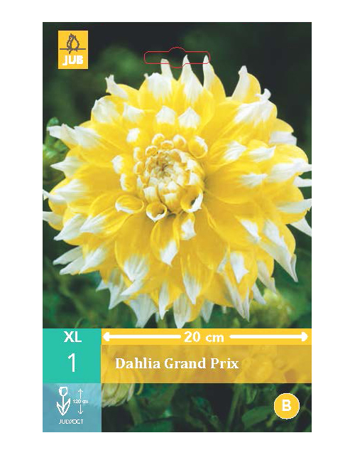 Dahlia Grand Prix