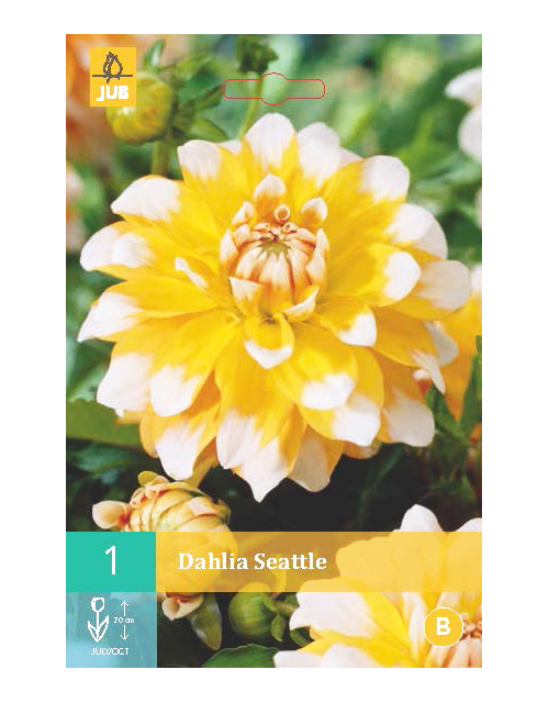 Dahlia Seattle