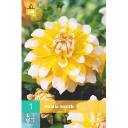 Dahlia Seattle