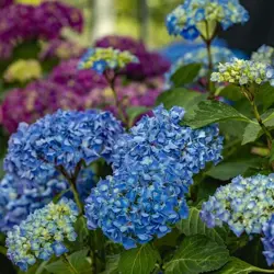 Ecostyle Hortensia-AZ 1,6 kg - afbeelding 5