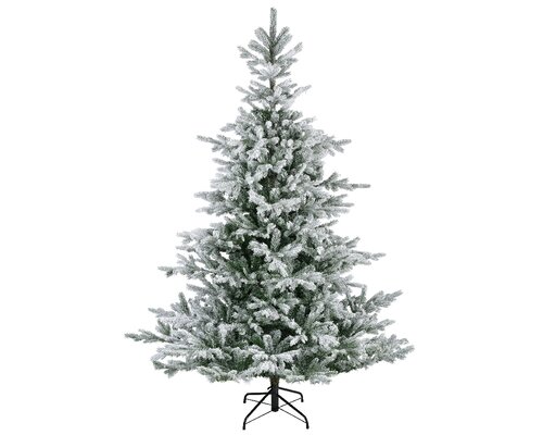 Everlands Snowy Grandis fir 180 cm