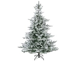 Everlands Snowy Grandis fir 180 cm