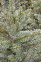 Triumph Tree Forest frosted kerstboom slim groen TIPS 630 - h185xd102cm - afbeelding 1