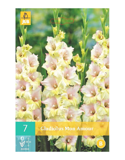 Gladiolus Mon Amour