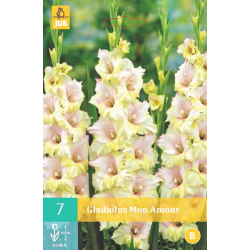 Gladiolus Mon Amour