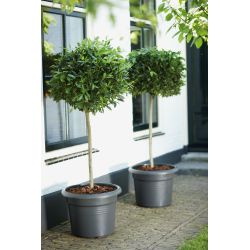 elho green basics cilinder 40cm living black - afbeelding 2