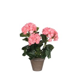 Mica Hortensia roze in pot Stan grijs