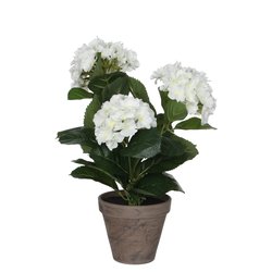 Mica Hortensia wit in pot Stan grijs H40cm