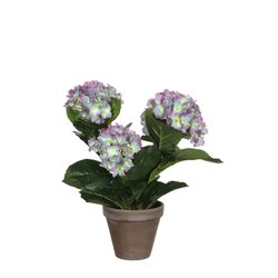 Mica Hortensia paars in pot Stan grijs