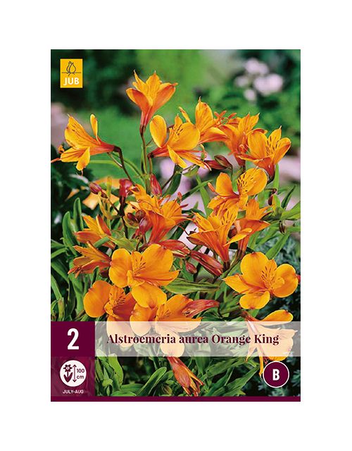 JUB Alstroemeria Orange King 2 stuks