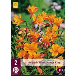 JUB Alstroemeria Orange King 2 stuks