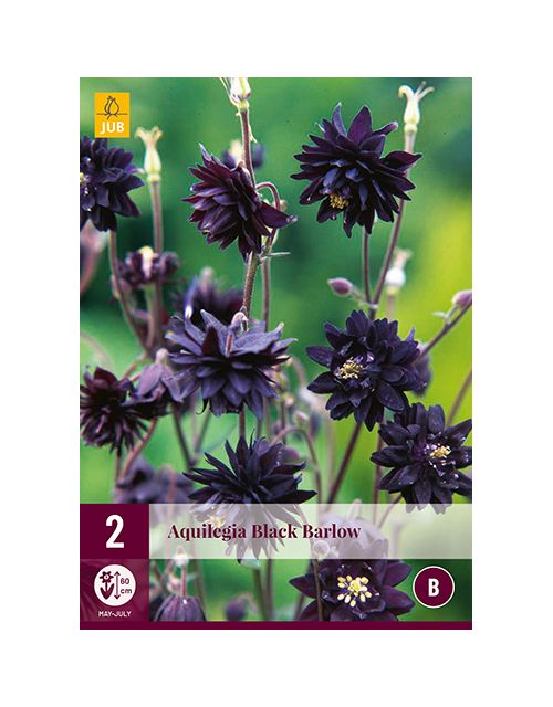 JUB Aquilegia Black Barlow 2 stuks