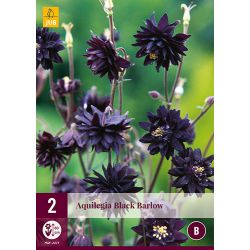 JUB Aquilegia Black Barlow 2 stuks