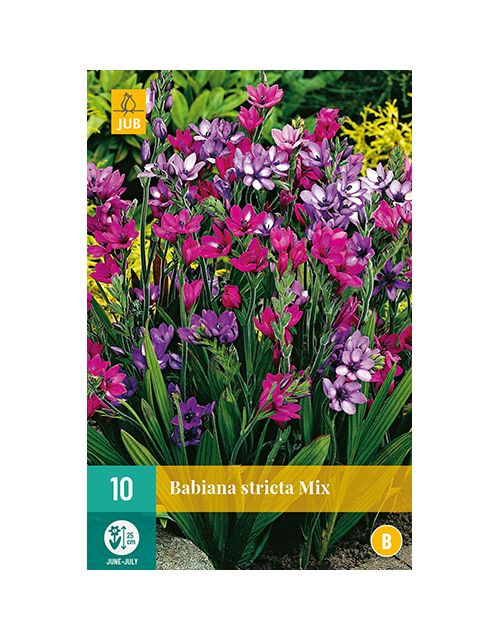 JUB Babiana Stricta Mix 1 stuk