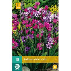 JUB Babiana Stricta Mix 1 stuk