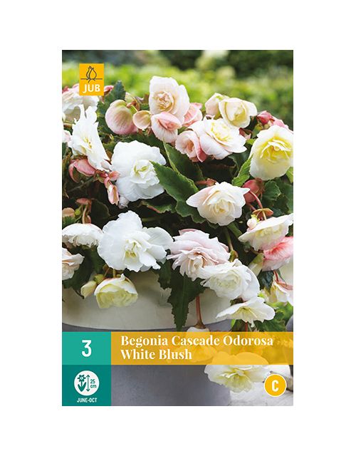 JUB Begonias Cascade Odorosa White Blush 3 stuks