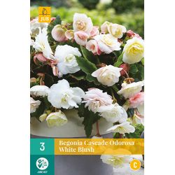 JUB Begonias Cascade Odorosa White Blush 3 stuks