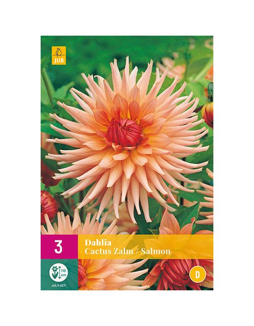 JUB Dahlia Cactus Zalm 3 stuks