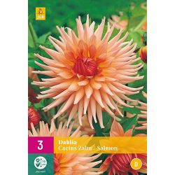 JUB Dahlia Cactus Zalm 3 stuks