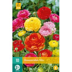 JUB Ranunculus Mix 1 stuk