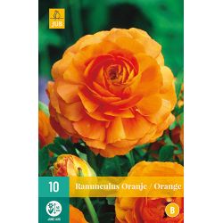 JUB Ranunculus Oranje 1 stuk