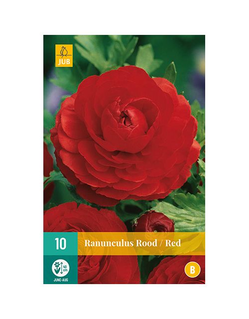 JUB Ranunculus Rood 1 stuk