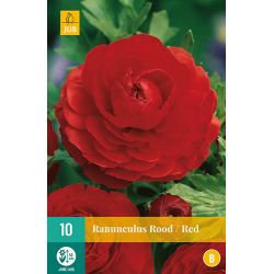 JUB Ranunculus Rood 1 stuk