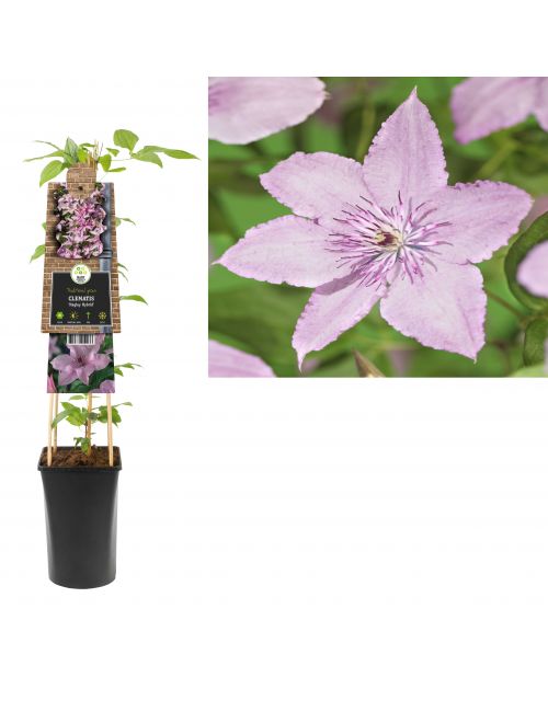 Klimplant Clematis Guernsey Cream  75 cm