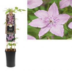 Klimplant Clematis Guernsey Cream  75 cm