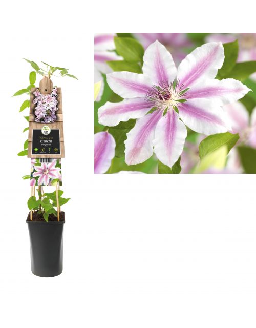 Klimplant Clematis Nelly Moser  75 cm