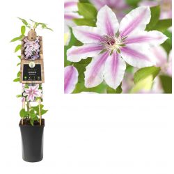 Klimplant Clematis Nelly Moser  75 cm