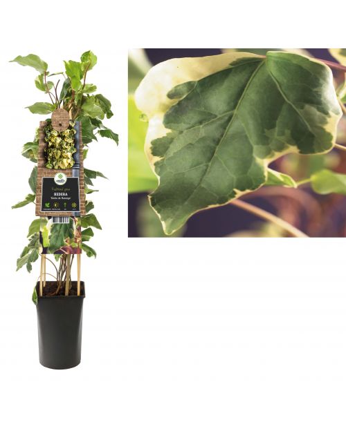 Klimplant Hedera Gloire de Marengo  75 cm