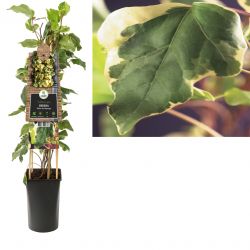 Klimplant Hedera Gloire de Marengo  75 cm