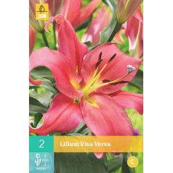 Lilium Visa Versa