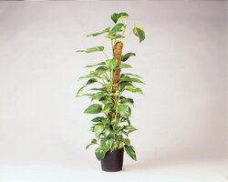 Nature plantenstok kokos h90cm - Ø60mm - afbeelding 3