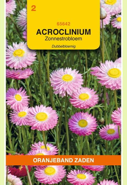 OBZ Acroclinium, Zonnestrobloem dubbelbloemig gemengd - afbeelding 1