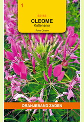 OBZ Cleome, Kattensnor roze - afbeelding 1
