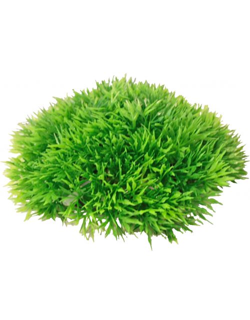 Pl.green moss op bol+uitstr.14x6 cm