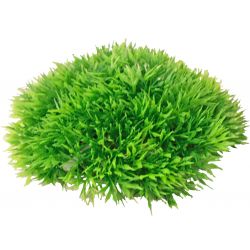 Pl.green moss op bol+uitstr.14x6 cm