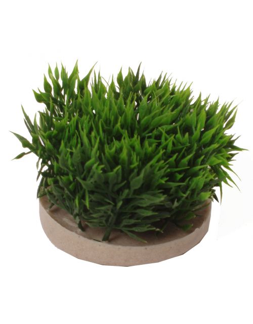 Green moss 7cm