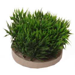 Green moss 7cm