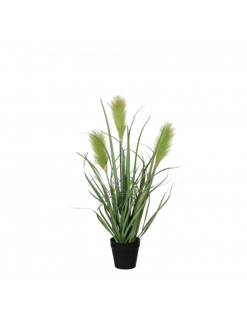 Riet Gras Groen In Plastic Pot D10Cm - H53Cm