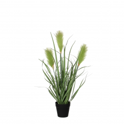 Riet Gras Groen In Plastic Pot D10Cm - H53Cm